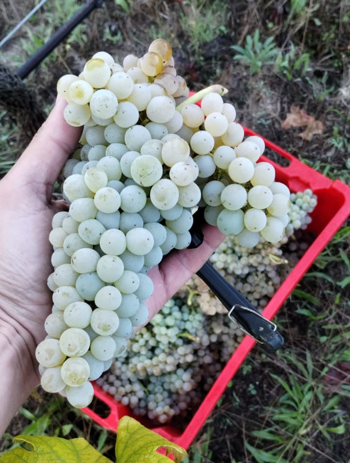 September! Harvest time in the Vinyeards